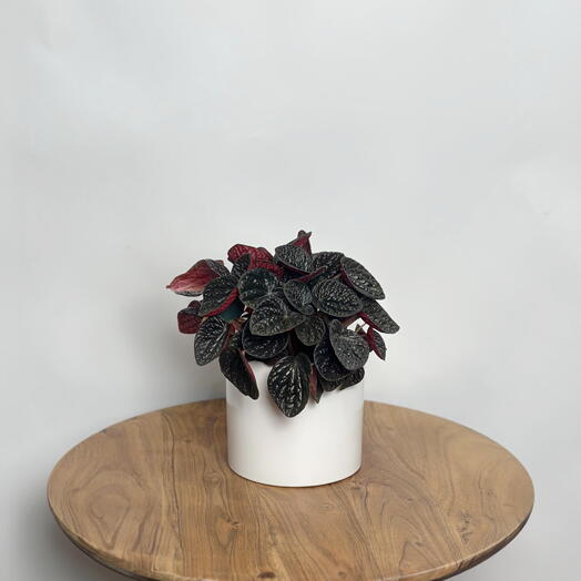 Пеперомия - комнатное растение в горшке