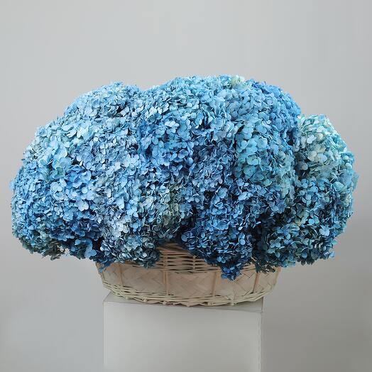 Корзина из стабилизированных голубых гортензий (35 стеблей)  6952