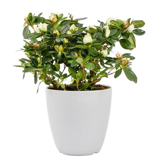 White Azalia Plant
