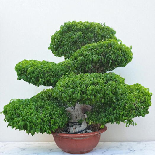 Фикус Микрокарпа Бонсай Многоголовочный