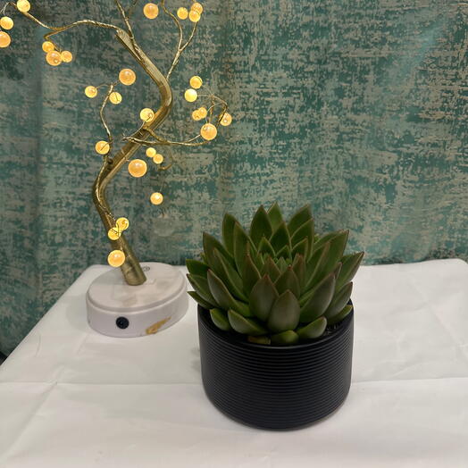 Здоровая эхеверия — неприхотливое комнатное растение, идеальный подарок для любителей растений