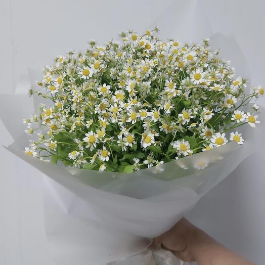 Camomile bouquet