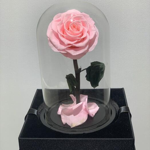 وردة وردية مفردة في دوم