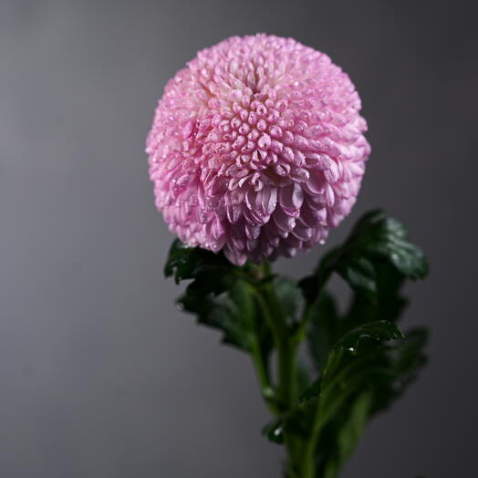 Хризантема Momoko (группа Indicum) -0768