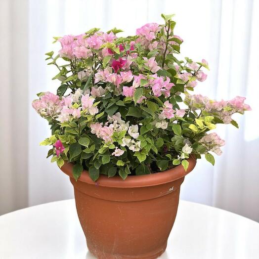 Bougainvillea Glabra Big