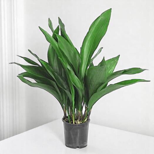 Аспидистра