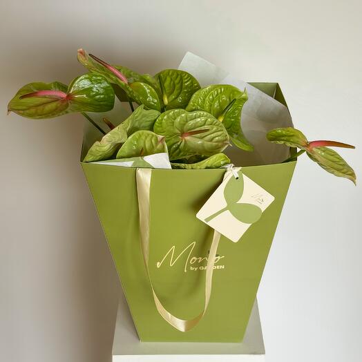 Green anthuriums (10 pcs)