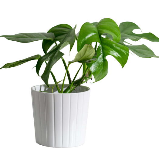 Монстера Минима Мини Монстера