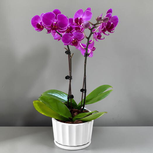 Mini Purple Orchid