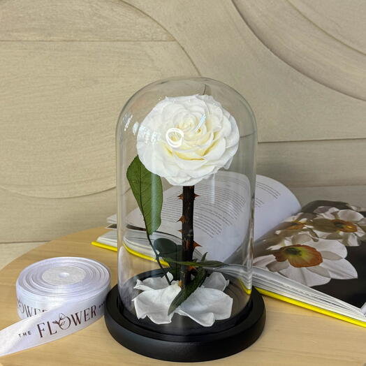 Forever Rose Blanco