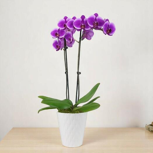 Фиолетовая орхидея