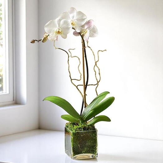 Elegant White Orchid Plant in Glass Vase – Long-Lasting Indoor Bloom