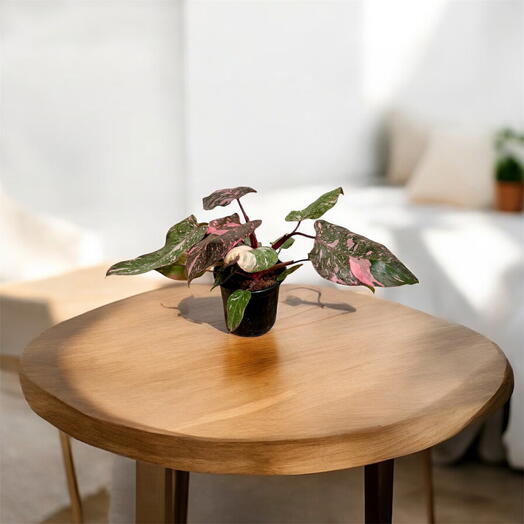 Philodendron Marble Galaxy