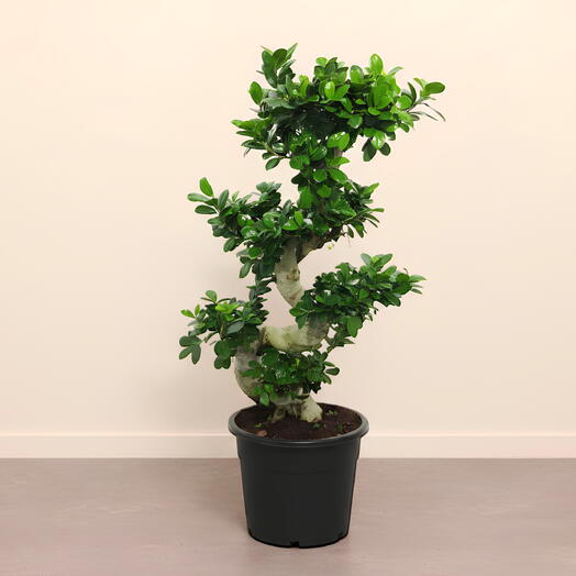 S-образный бонсай