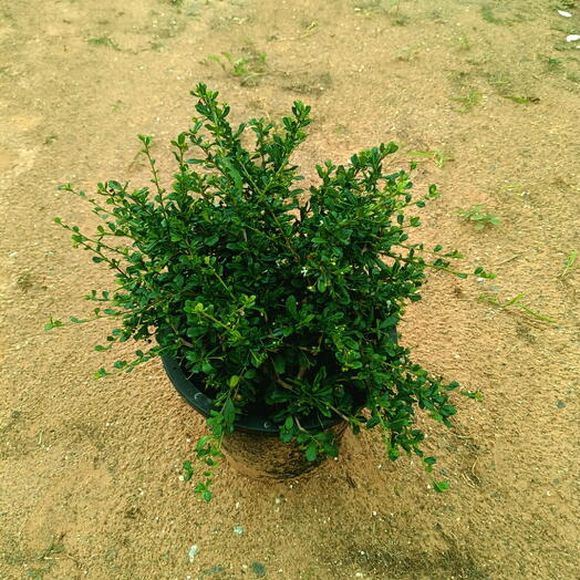 Ehretia Ball Shape 40-50CM