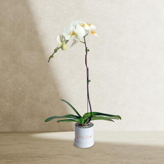White Phalaenopsis in Small Bella Box