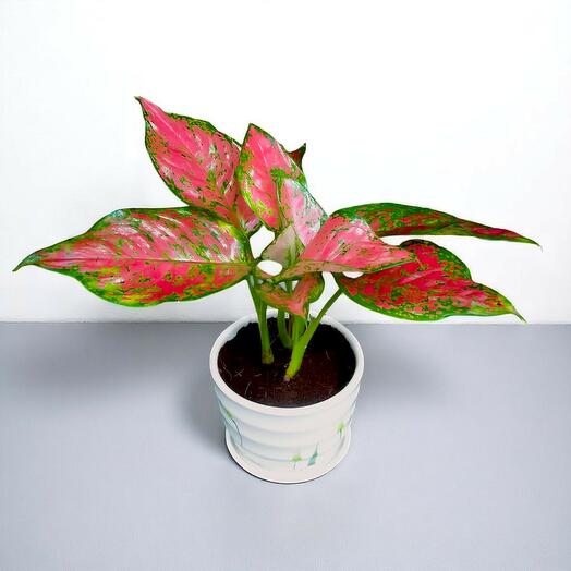 Aglaonema  Pink