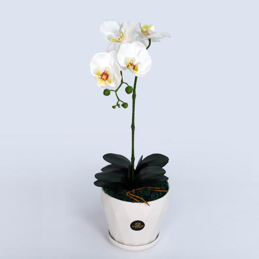 Белая орхидея 2