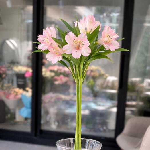 ألستروميريا