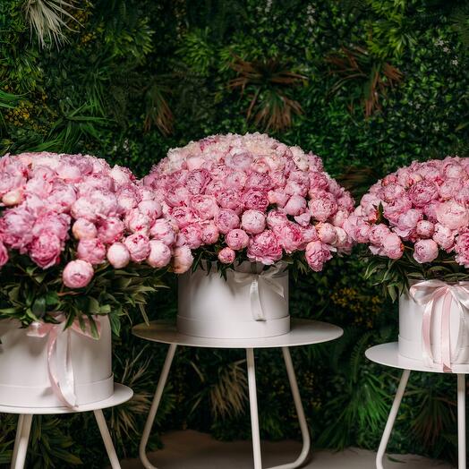 501 arreglo de peonías en cajas