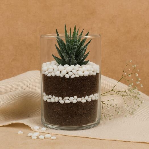 Красавица Хавортия