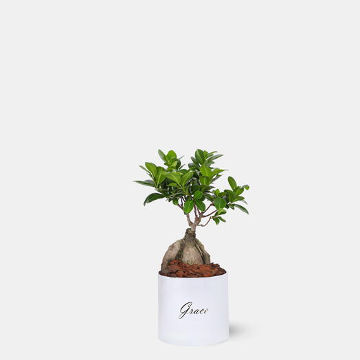 Бонсай в маленькой коробке