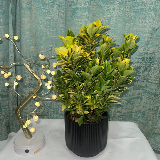 Rare Variegated Japanese Spindle – Indoor Plant for Home   Office, Perfect Gift