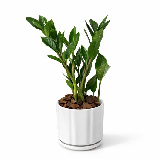 Замиокулькас