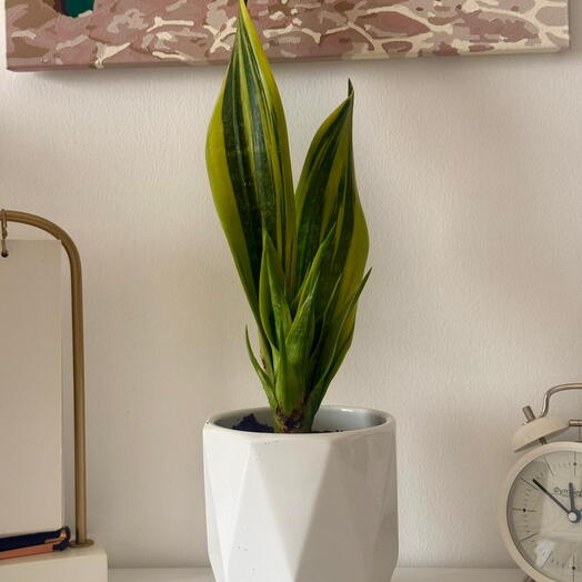 نبات الثعبان في وعاء خزفي | نبات داخلي