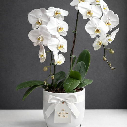 White Phalaenopsis Orchid Plant - 2 stems in a Pot