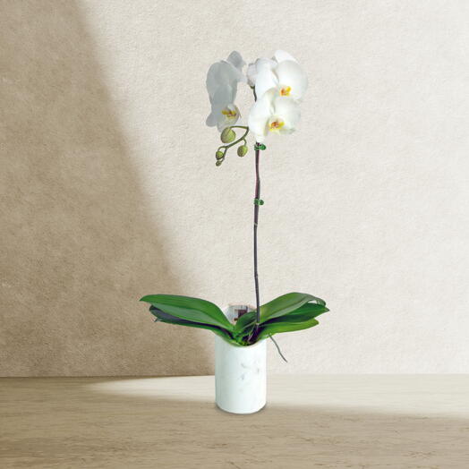 White Phalaenopsis in Marble Vase
