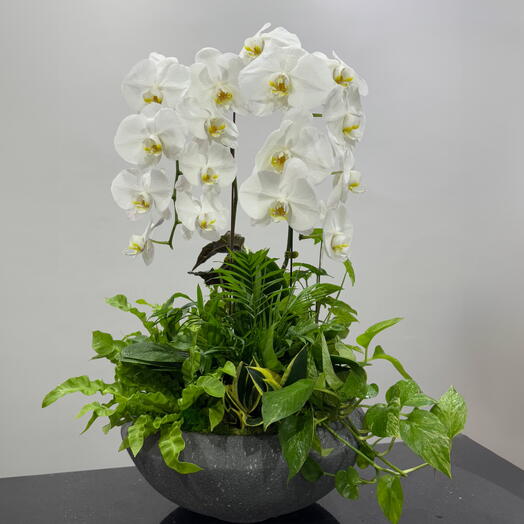Белая орхидея-Комнатное растение