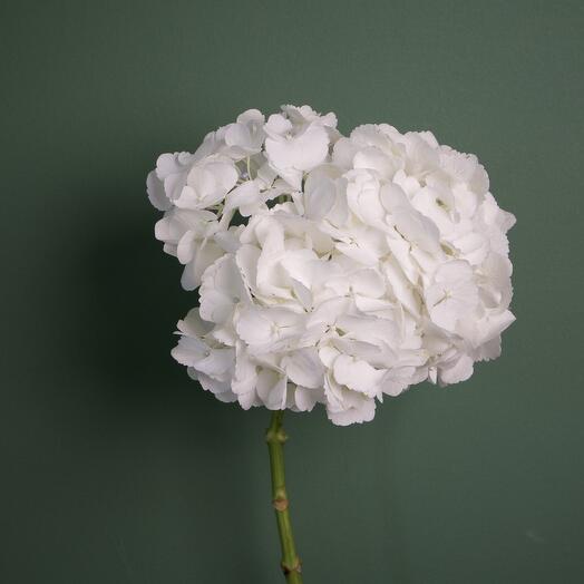 Гортензия Колумбийская