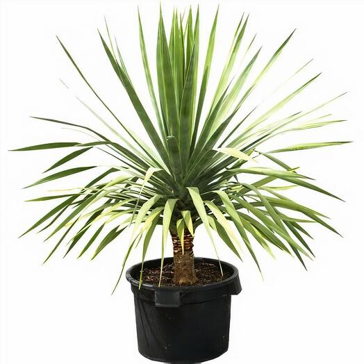 Dracaena Draco 1PP