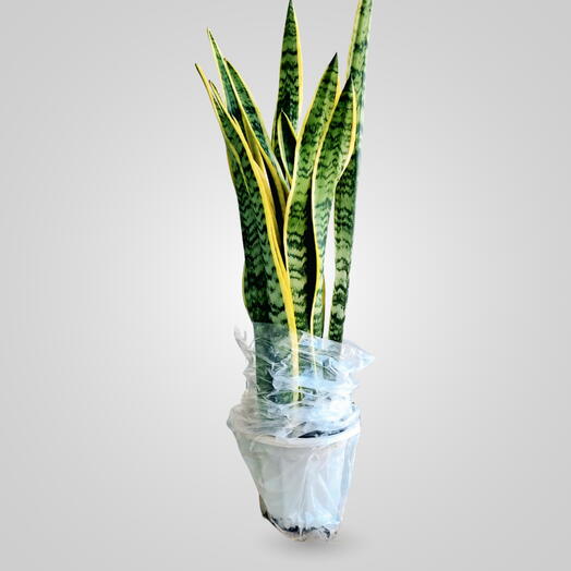 Sanseveria
