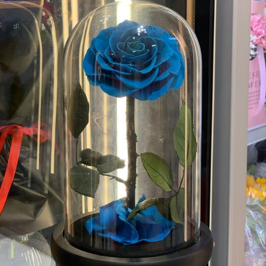 Rosa Azul Eterna Premium