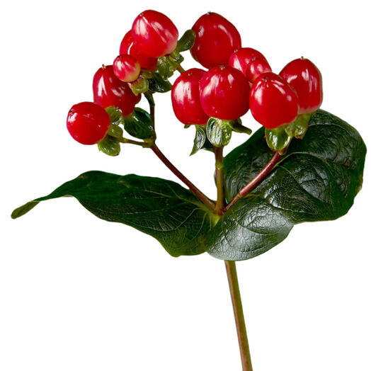 Hypericum Red per stem