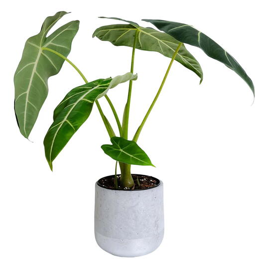 Алокасия  Фридек  (Зелёная Бархатная Алоказия)