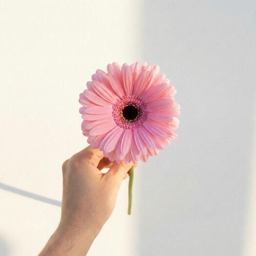 Gerbera rosa suave – Tallo único premium 50 cm