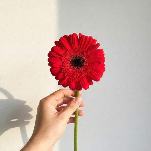 Gerbera roja vibrante – Premium Tallo Individual 50cm