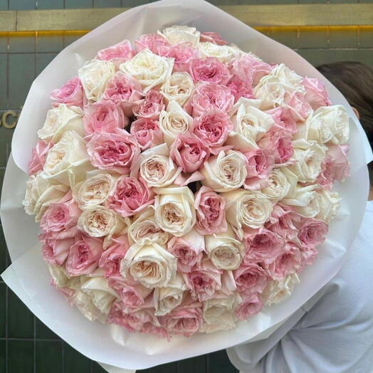101 Ohra Pink and White Rose