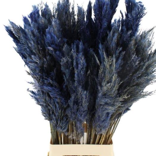 Pampas Blue