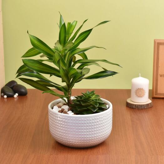 Duo of Plants in Premium Pot