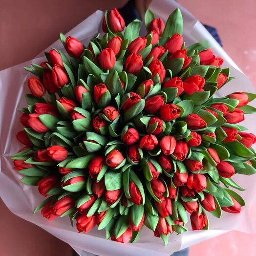 70 Red Tulips