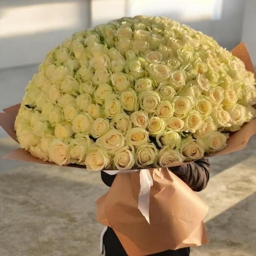 300 rosas blancas