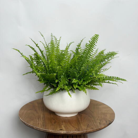 Нефролепис возвышенный Соната