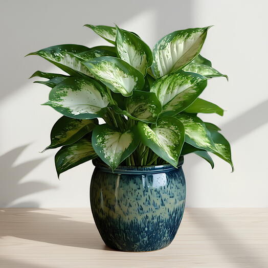 Растение диффенбахия