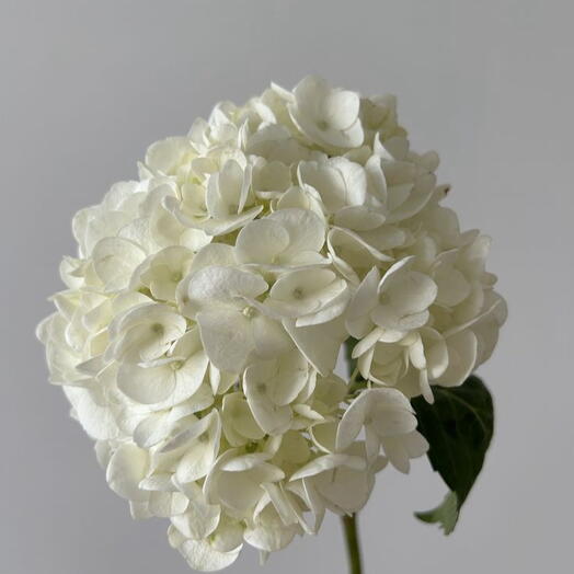 هيدرانجيا مقطوعة طازجة