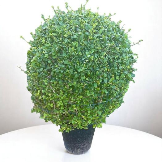 Ehretia Microphylla Ball Shape