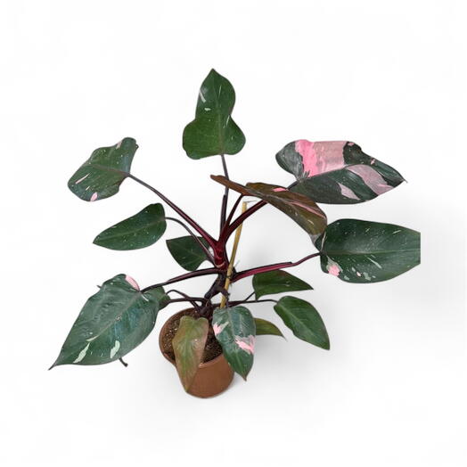 Филодендрон Pink Princess Большой
